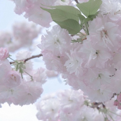 孙吴福瑞交流群